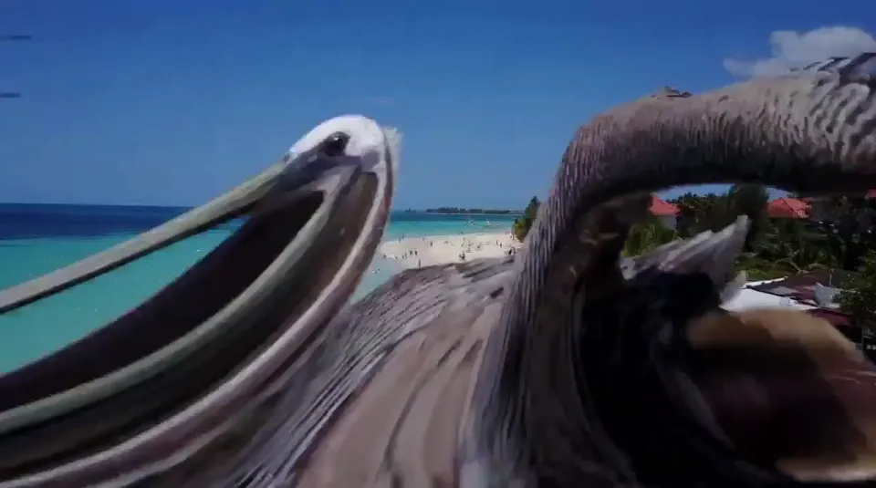 Pelicano captura drone no ar em praia paradisíaca; veja vídeo