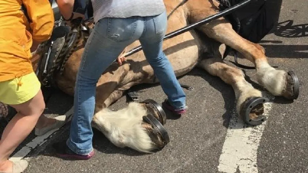 Cavalo cai exausto ao passear com turistas nos EUA; veja vídeo