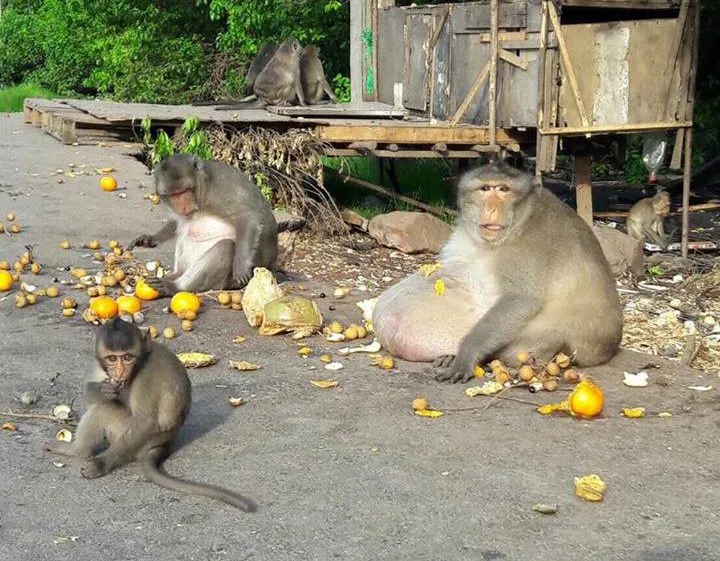 Macaco obeso vai ser submetido a check-up para apurar possível doença