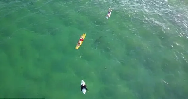Drone flagra tubarão nadando perto de surfistas; veja vídeo