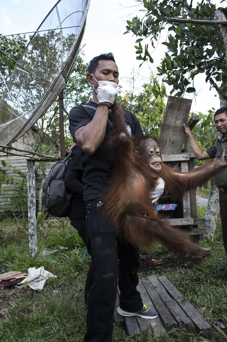 Orangotango é resgatado após passar 2 anos preso em gaiola de madeira; veja vídeo