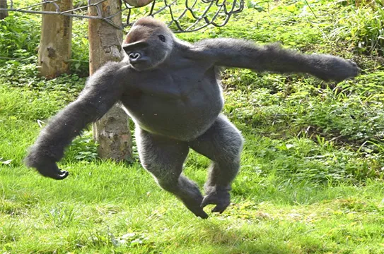 Gorila ensaia passos de balé para chamar a atenção em zoológico