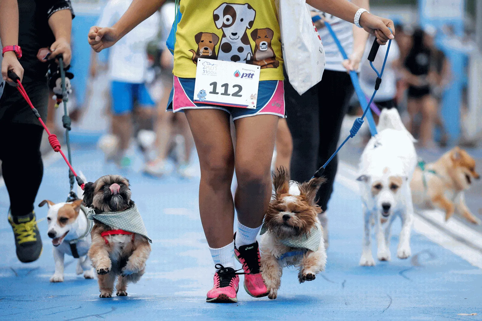 Cachorrão 'encara' cãozinho antes de maratona canina na Tailândia
