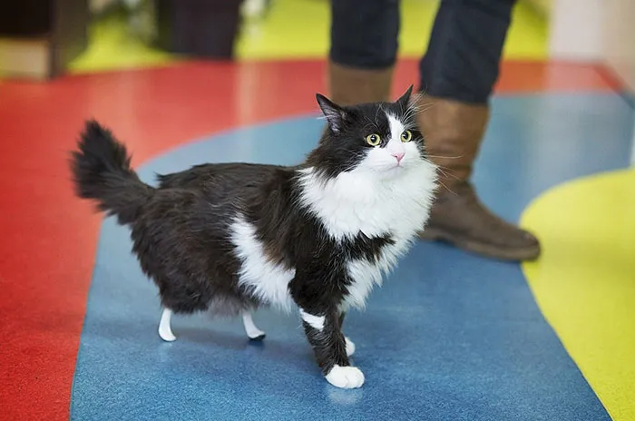 Gato sem pernas traseiras recebe próteses; veja vídeo