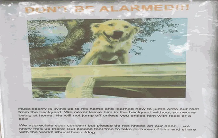 Família utiliza cartaz para explicar porque cachorro fica em cima do telhado