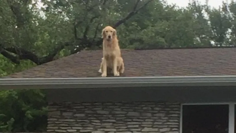 Família utiliza cartaz para explicar porque cachorro fica em cima do telhado