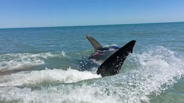 Mergulhador fica perigosamente perto de tubarão branco; veja vídeo