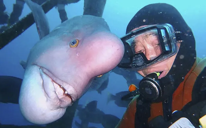 Amizade entre mergulhador e peixe já dura 25 anos; veja vídeo