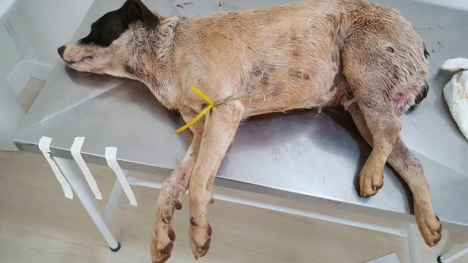 Cadela com filhotes em fase de gestação morre após ter corpo perfurado 