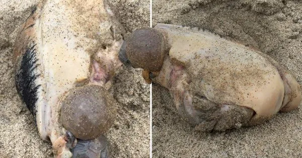 Criatura marinha bizarra é achada em praia após tempestade