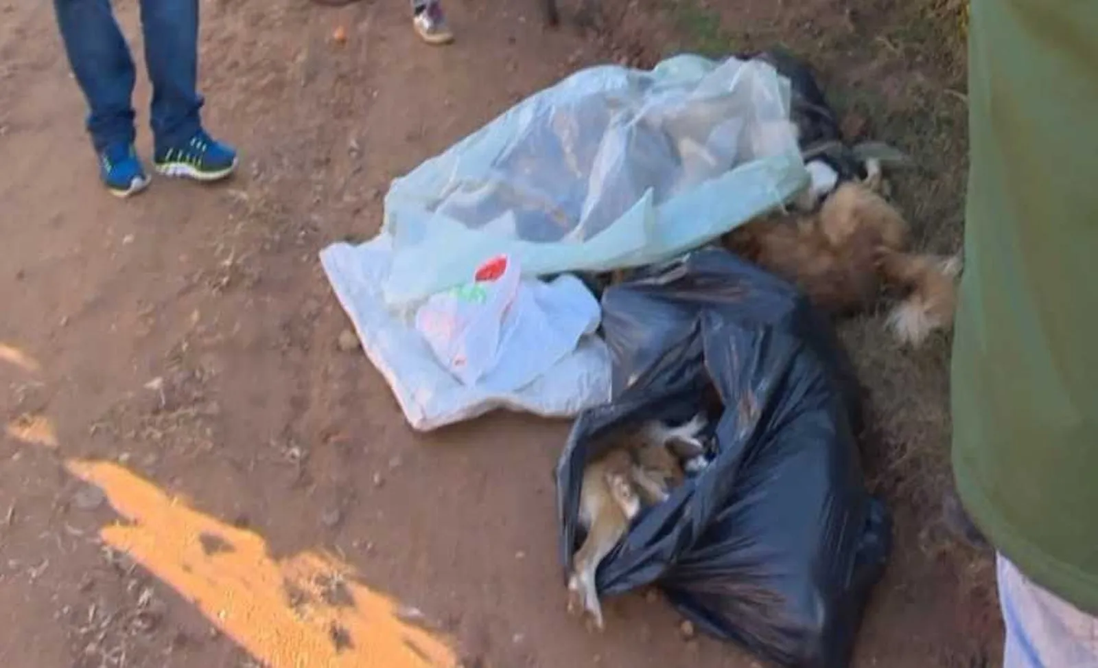 Pelo menos 30 cães são encontrados mortos em cidade do RS