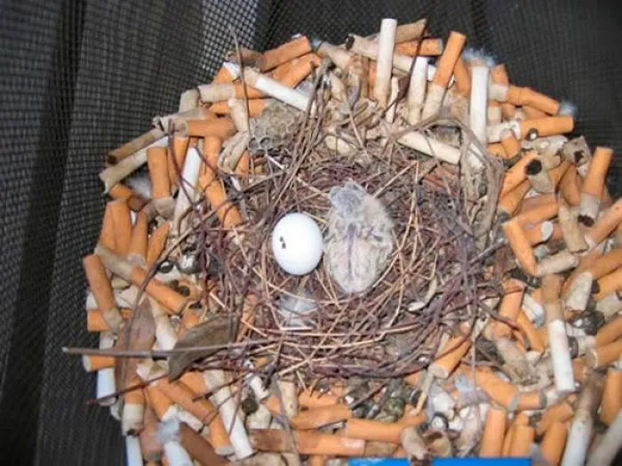 Passarinho usa bitucas de cigarro para fazer ninho; veja vídeo