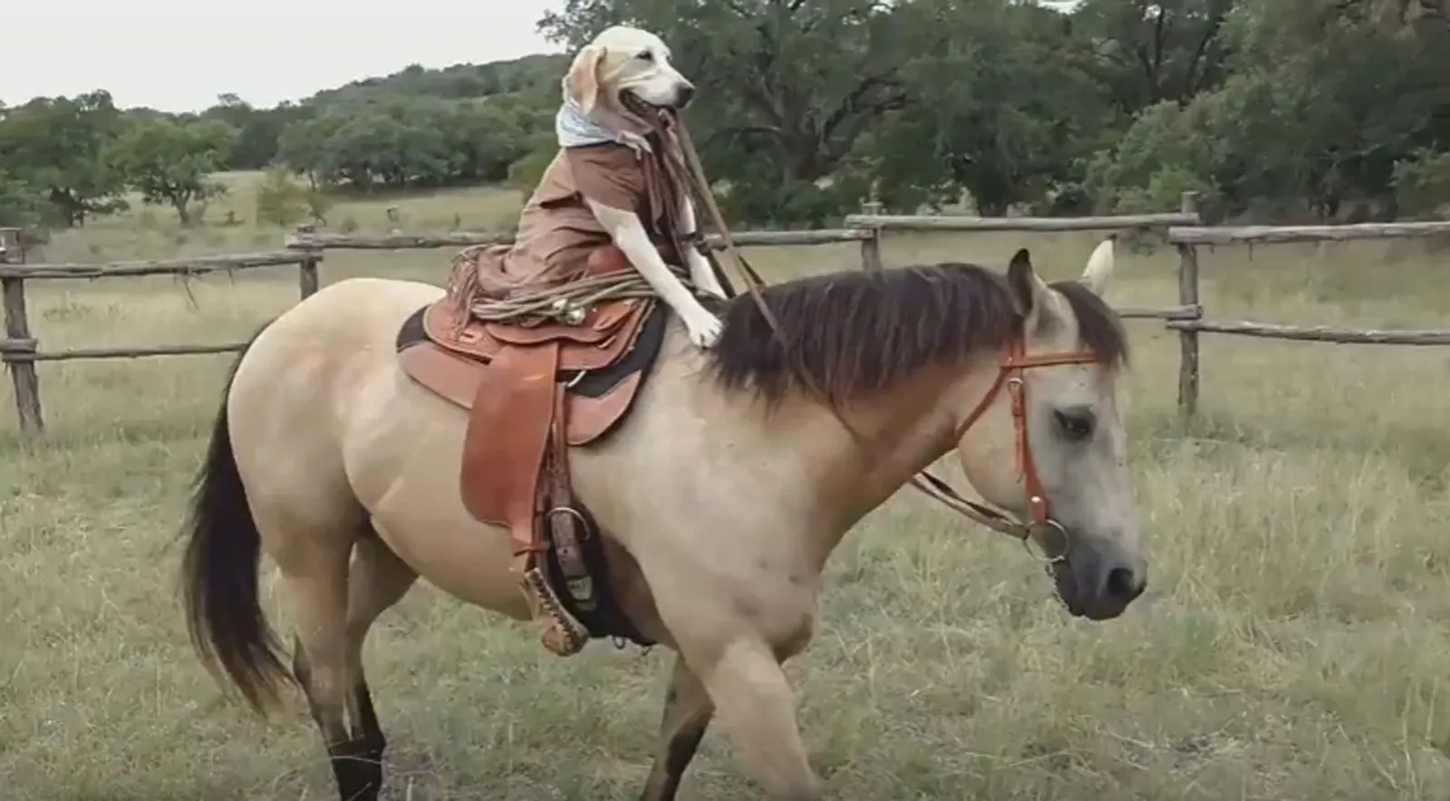 Cachorra é filmada andando a cavalo com desenvoltura; veja vídeo
