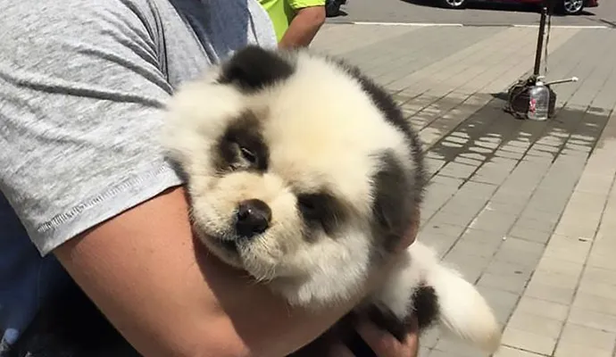 Turistas pagavam para tirar fotos com 'panda' filhote que na realidade era um cachorro