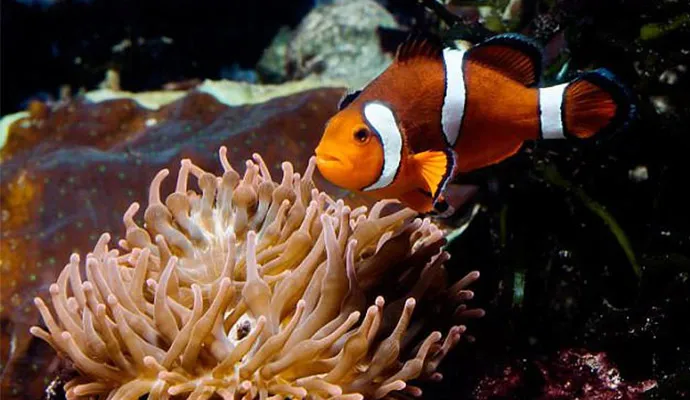 Procurando Nemo: Cientistas dizem que Marlin viraria fêmea e jamais iria atrás de Nemo; entenda