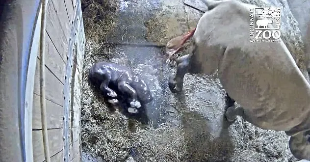 Zoo divulga vídeo do raro nascimento de rinoceronte-negro