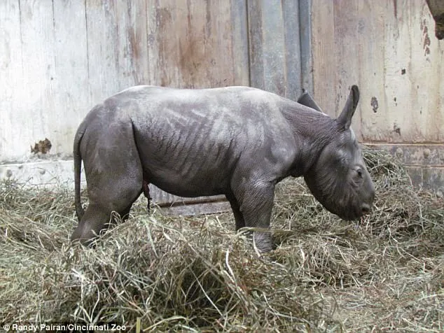 Zoo divulga vídeo do raro nascimento de rinoceronte-negro