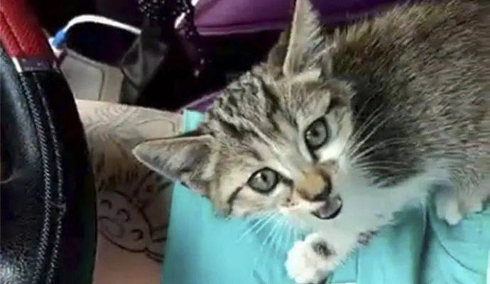Rapaz tatua perna de gato, grava o vídeo, posta nas redes sociais e revolta a internet