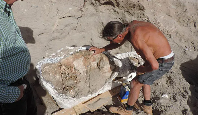 Menino de 10 anos 'tropeça' em fóssil de mais de 1 milhão de anos e faz descoberta raríssima