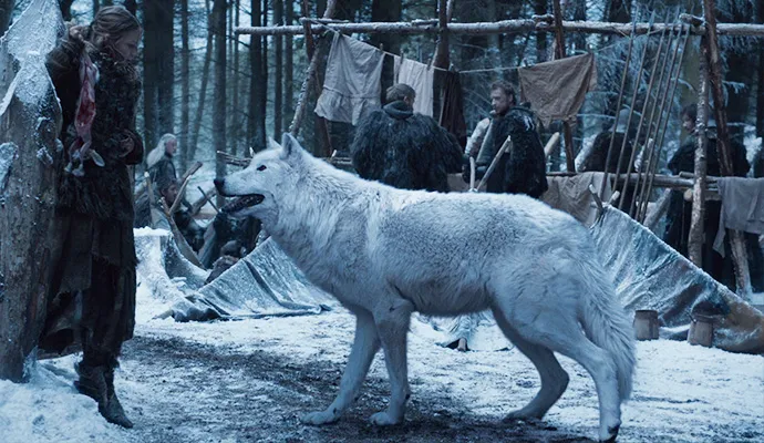 Abrigos culpam o seriado 'Game Of Thrones' por abandono de cães 