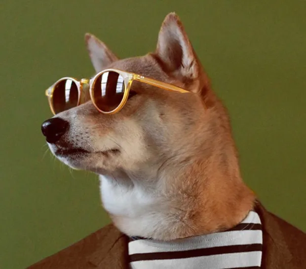 Cão ganha R$48 mil reais por mês trabalhando como modelo