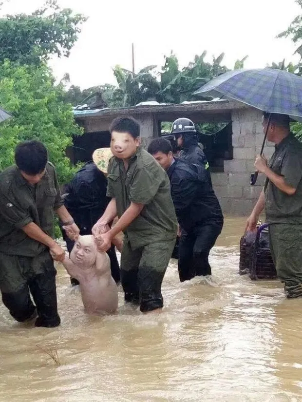 Porco "sorri" ao ser resgatado de inundação e foto viraliza