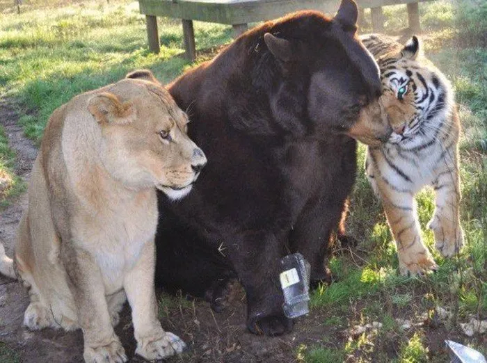 Urso, leão e tigre não vivem um sem o outro há 15 anos