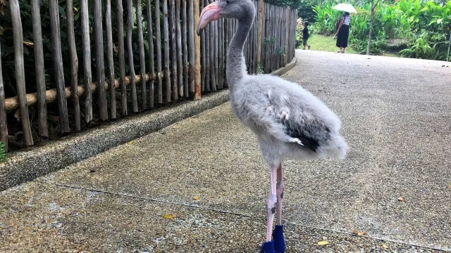 Filhote de flamingo ganha botas customizadas para poder andar; veja vídeo