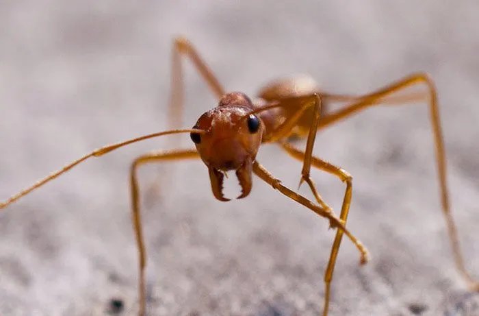 Cientistas descobrem formiga pré-histórica com mandíbulas de metal 