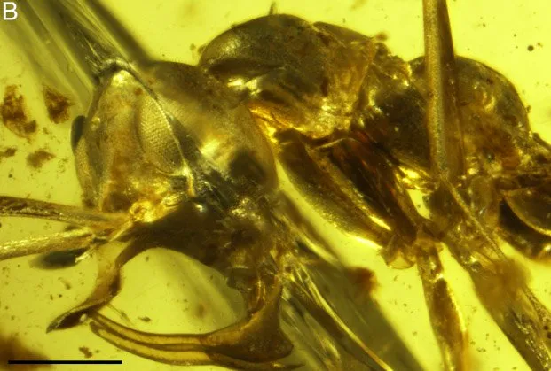 Cientistas descobrem formiga pré-histórica com mandíbulas de metal 