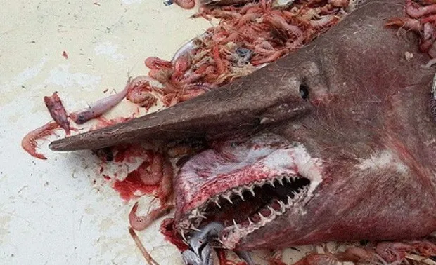 Tubarão raro divide banquete com barata marinha e intriga cientistas 