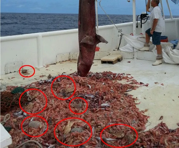 Tubarão raro divide banquete com barata marinha e intriga cientistas 