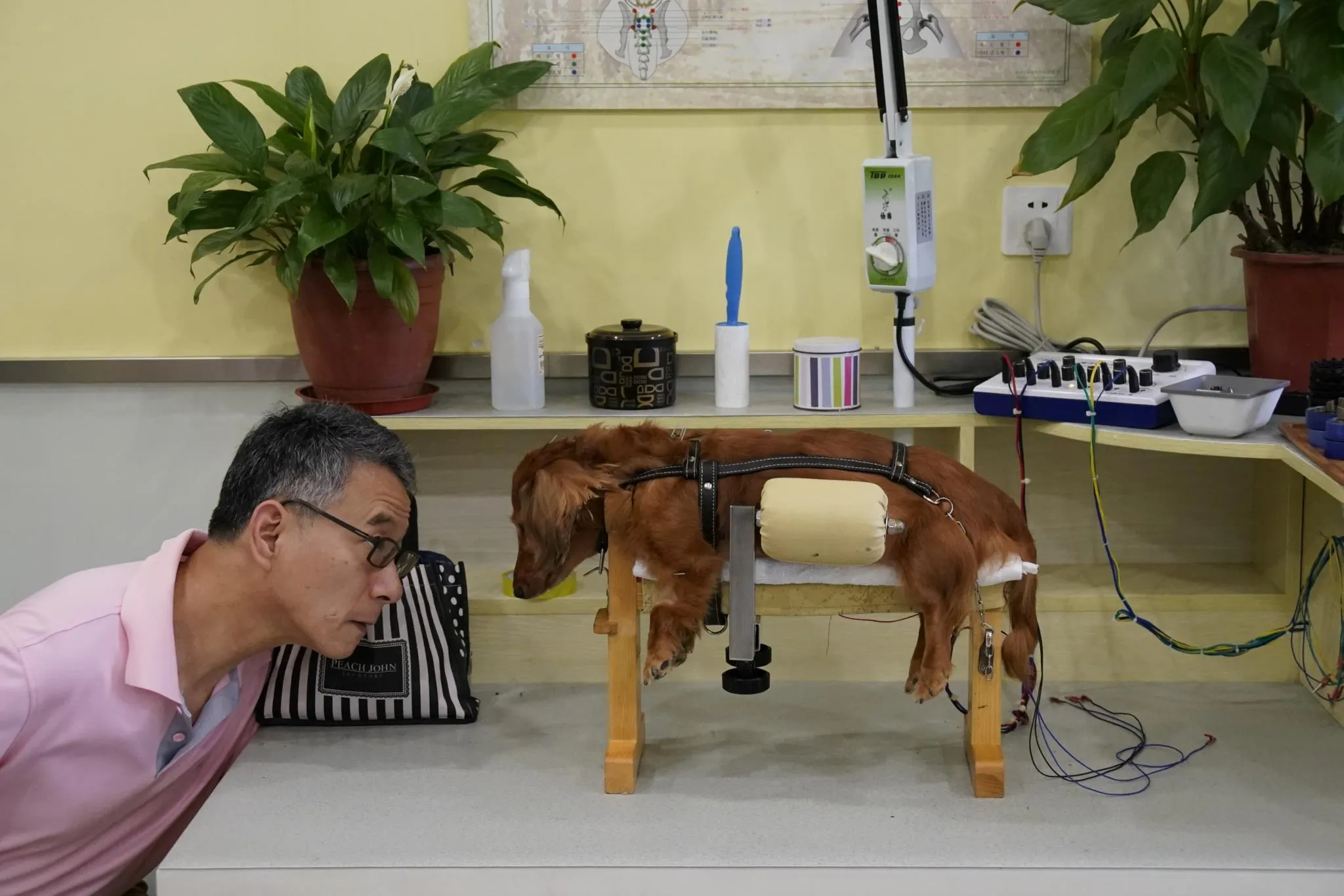Chineses apostam na acupuntura para tratar animais de estimação 