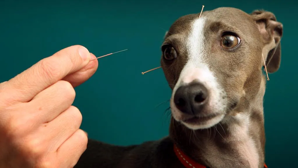 Chineses apostam na acupuntura para tratar animais de estimação 