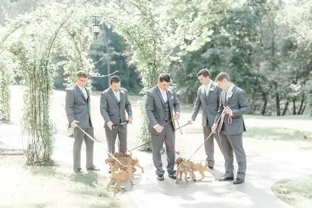 Noiva substitui buquês de flores por filhotes de cães resgatados em fotos de casamento