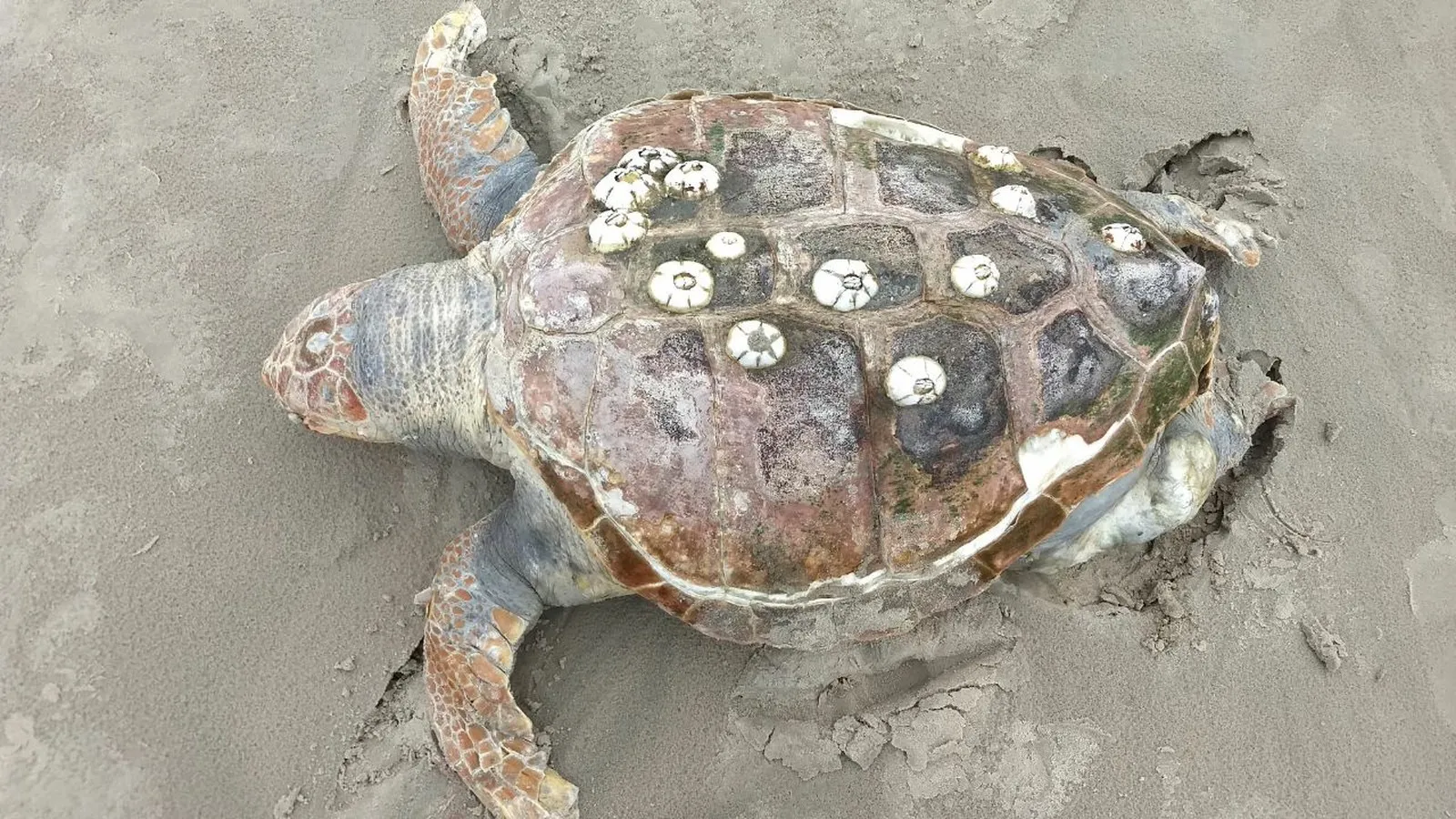 Tartaruga 'cabeçuda' é achada morta em Matinhos