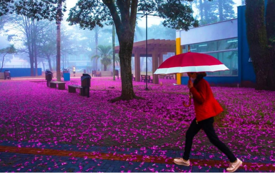 Centro da cidade de Arapongas recebe 'Chuva de flores'