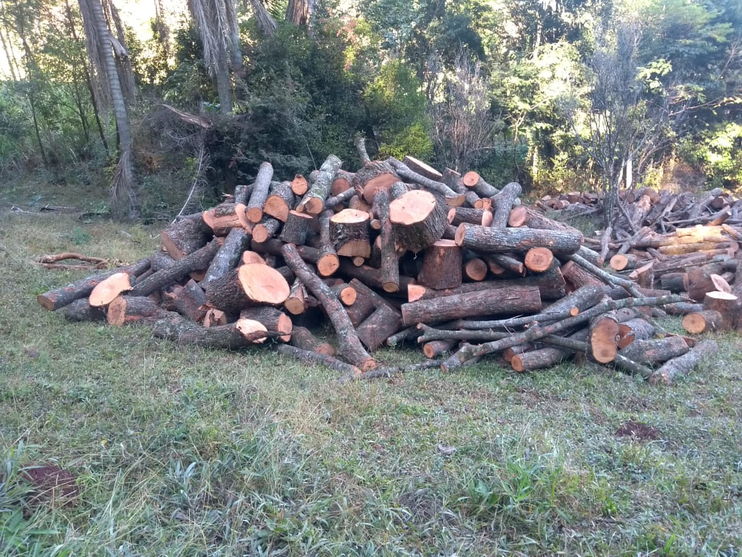 Empresário de Apucarana é multado após flagrante de corte ilegal de madeira
