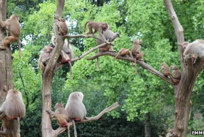 Macacos atacam turistas em Safari, no Reino Unido