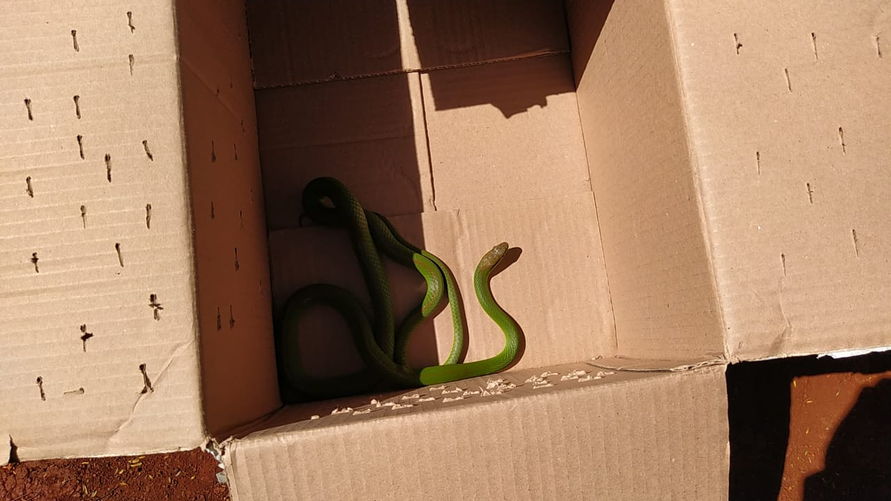 Cobra verde é capturada no quintal de uma casa em Arapongas; assista