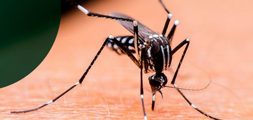 Temperaturas altas trazem preocupação com mosquito da dengue
