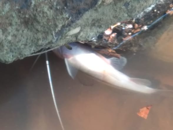 Moradores denunciam incidência de peixes mortos no Rio Bom