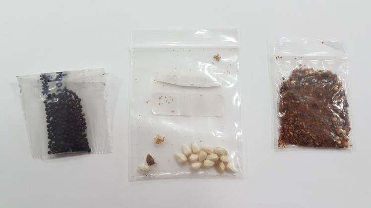 Ministério da Agricultura: sementes da China possuem fungos, bactérias e ácaros