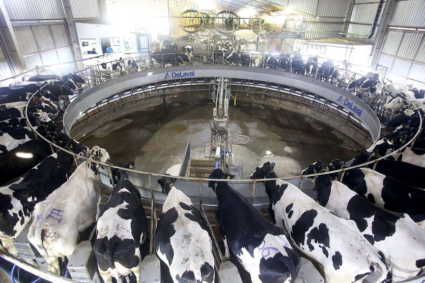 Levantamento da Agricultura mostra cenário do mercado do leite e derivados