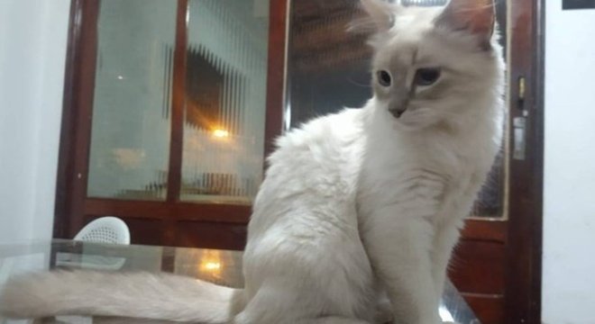 Brasil confirma primeiro caso de covid-19 em gato