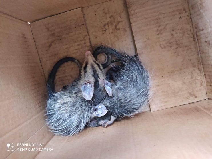 Morcego e filhote de gambás são capturados pela GM de Arapongas; assista
