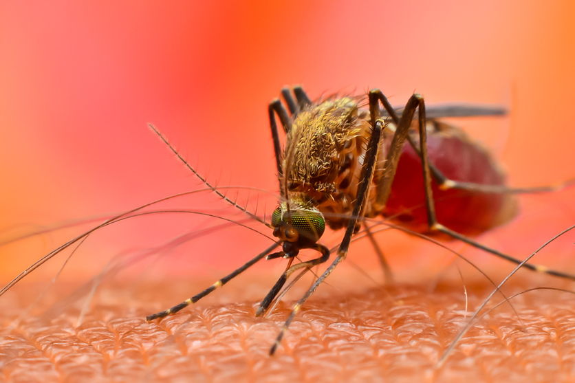 Região tem casos graves e autóctones de dengue nesta semana