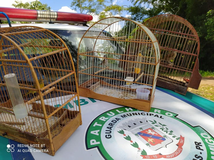 Pássaros silvestres em situação irregular são capturados