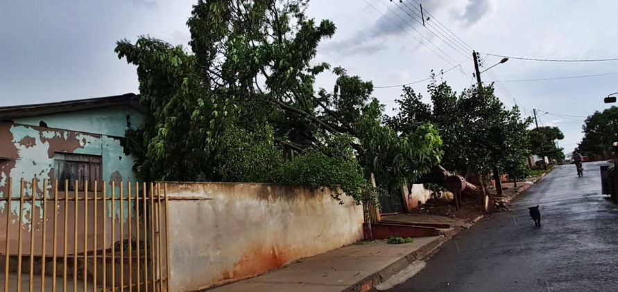 Temporal derruba árvores no perímetro urbano e na zona rural de Kaloré