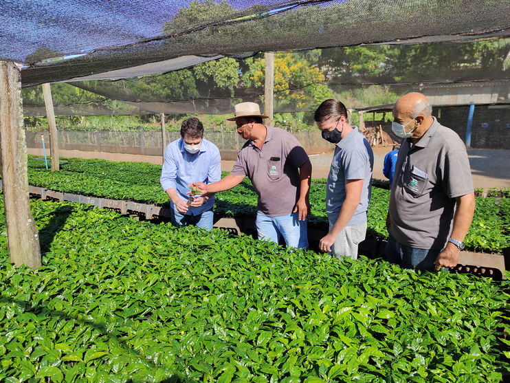 Apucarana aumenta subsídio e a produção de mudas de café